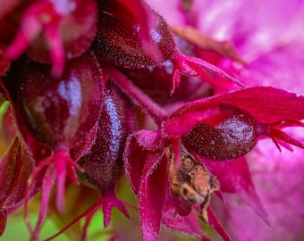 Himalayan Honeysuckle Photo: Purple Burgundy Floral Print (Digital Download)