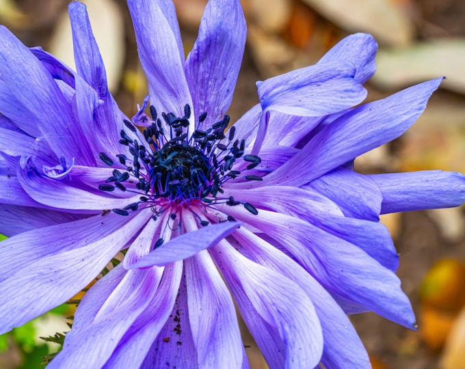Blue Poppy Anemone Photo – Elegant Floral Wall Art | Instant Download Fine Art Print, Boho Cottagecore Decor, Botanical Gift for Her