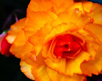 Orange Rose Photo Print: Dramatic Floral Close-Up (Digital Download A2/16x24 in.)