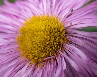 Purple Daisy Photo Print: High-Res Floral Wall Art (Digital Download)