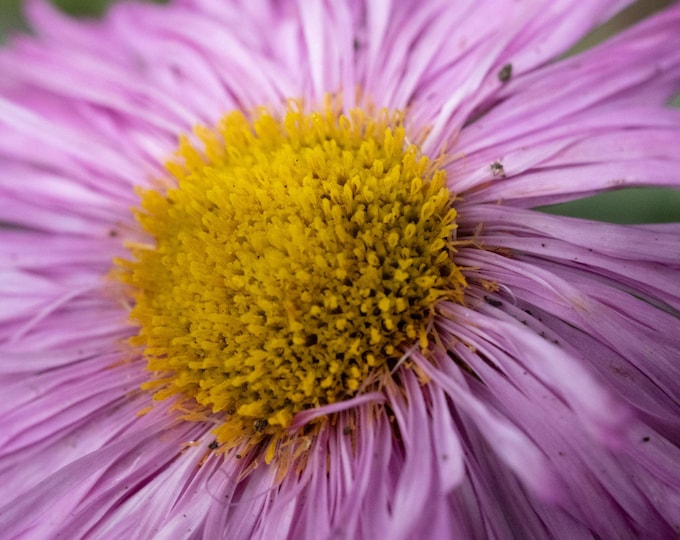 Gorgeous Purple Daisy Photo Download | High Res Floral Wall Art | Botanical Nature Print | Gift for Her | Flower Lover Decor