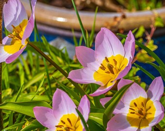 Mauve Star Tulip Photo Art Print: High-Res Nature Wall Decor (Digital Download)