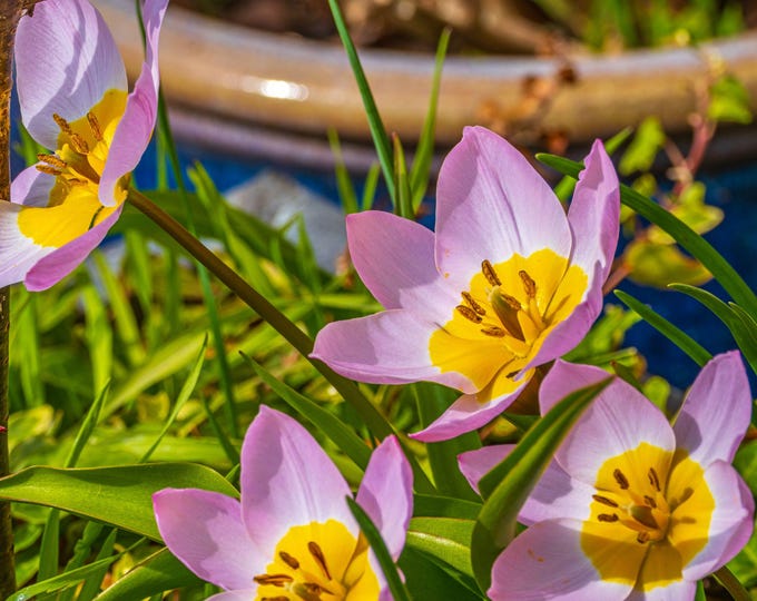Vibrant Mauve Star Tulip Photo Download – Fine Art Wall Art, Garden Lover Gift, High Res Nature Print for Her