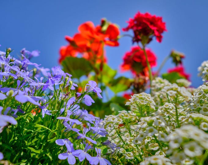 Purple Lobelia Flower Photo Download – Vibrant Garden Wall Art, High Res Fine Art Print for Flower and Nature Lovers, Gift for Her