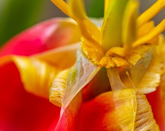 Red Tulip Macro Photo: Floral Close-Up Art (Digital Download)