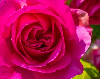 Pink Rose Floral Print: Boho Cottagecore Wall Art (Instant Download)