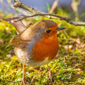 Robin Close-Up Photo: Fine Art Nature Print (Digital Download)