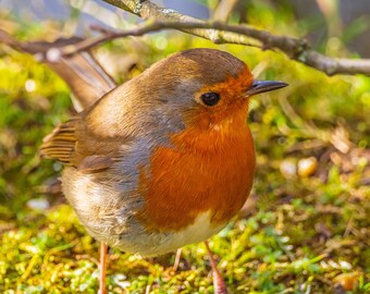Robin Close-Up Photo: Fine Art Nature Print (Digital Download)
