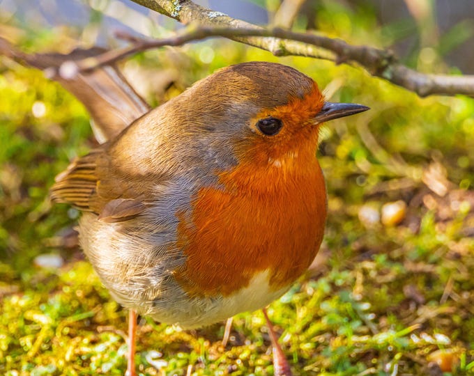 Close-Up Robin Photo Download, Instant Digital Art for Bird Lovers, Fine Art Wall Decor, High Resolution Fine Art Nature Photo Boho Print