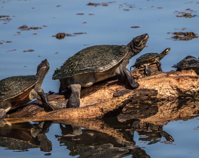 Turtle Family, Tropical Queensland, Mum Dad Babies, Wildlife Photo Download