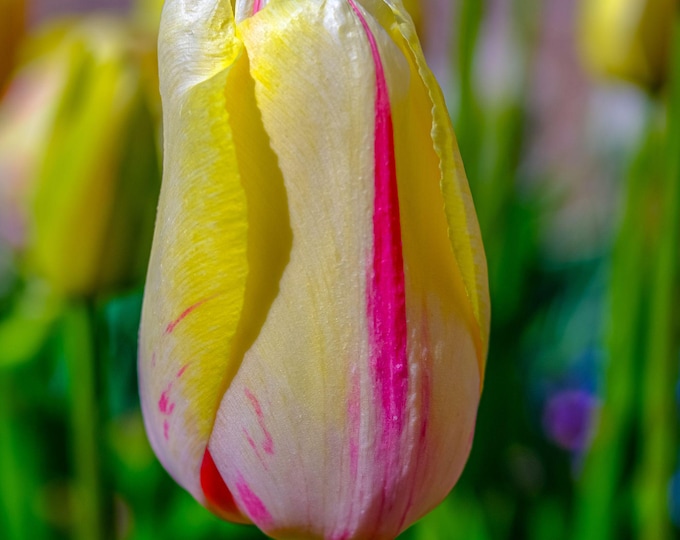 Pink Tulip with Yellow Stripe Photo Instant Download, Garden Flower Lover Gift, Cottagecore Boho Decor For Her, Nature Print