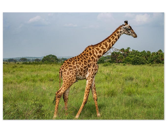 Giraffe Metal Print – Serengeti Wildlife Photography, African Wall Art