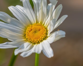 Daisy Macro Photo: Fine Art Floral Print (Digital Download)