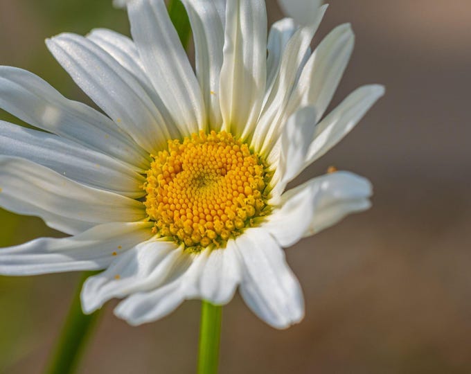 Single Daisy Macro Photo Download – Fine Art Boho Cottage Wall Decor Gift for Flower Lovers-Gift for Her Wildflower Enthusiast Nature Lover
