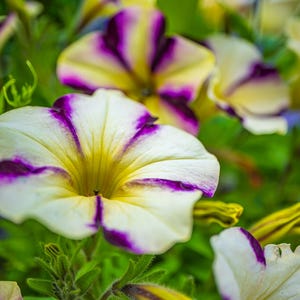 Petunia Flower Photo: Devon Summer Blooms (Digital Download)