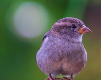 Sparrow Close-Up Photo: Nature Wall Art (Digital Download)