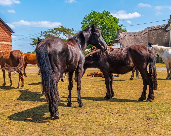 New Forest Ponies Grazing Photo instant  Download, British  Horse Lover Gift, Horses Summer Wall Art, Forest Decor Wall Art High Res