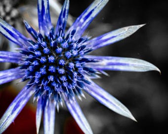 Blue Eryngo Flower Macro Photo: Botanical Wall Art Print (Digital Download