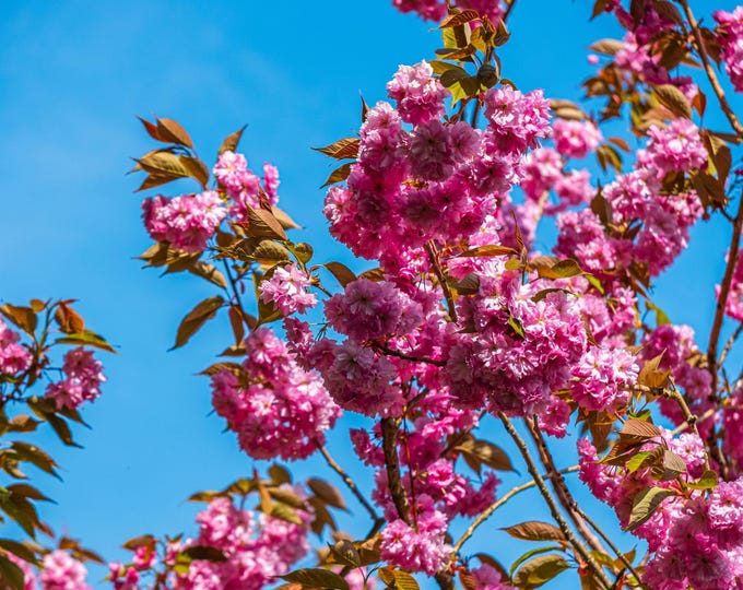 Bright Pink Cherry Blossom Photo | Clear Blue Sky | Spring UK Download