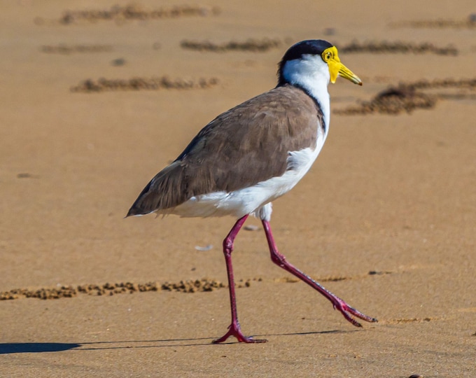 Masked Lapwing Beach Photo Download – Australian Pacific Ocean Art, High Res Coastal Wall Decor and  Gift for Nature Lovers Bird enthusiasts