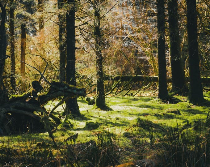 Instant Download Photo Ancient Moss Woodland Dappled Sunlight Dartmoor, Country Landscape View, Woodland fine art High Res Decor, Gift Print