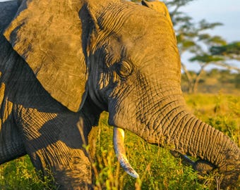 Photo Instant download, elephant Serengeti travel art, wall art animal gift  for animal lover