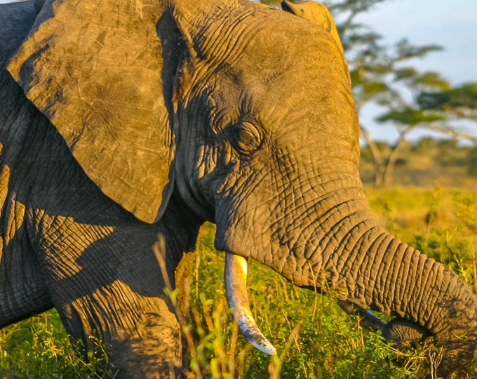 Photo Instant download, elephant Serengeti travel art, wall art animal gift  for animal lover