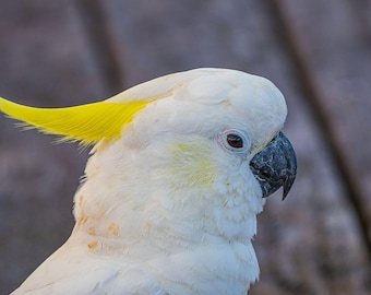 Sulphur Crested Cockatoo Photo: Australia Wildlife Fine Art Print (Digital Download)