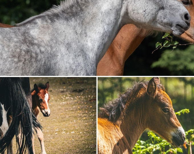 Wild Horses Collage | 3 Photo Download | Majestic Horse Wall Art | Nature Photography