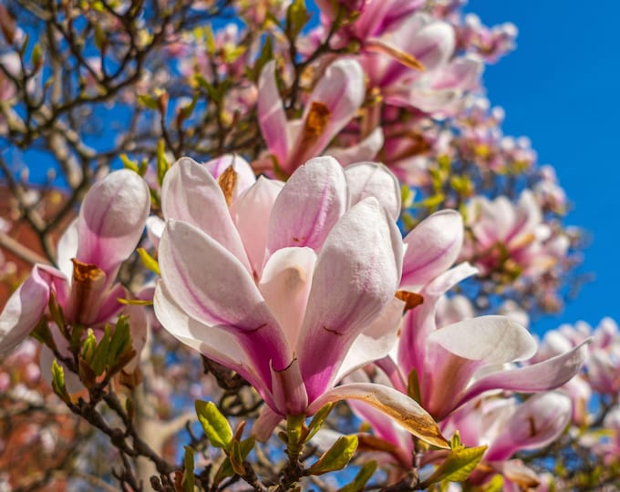 Instant photo download Pink Magnolia Summer Blue Sky Devon, Tree Flower lover gift High Res Fine art Gift Boho cottage Core nature Image