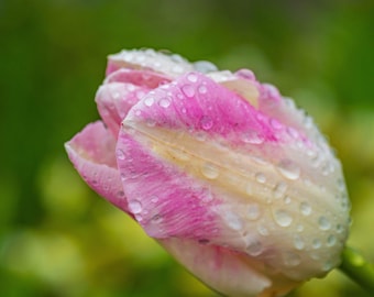 Dew Covered Mauve Tulip Photo: Spring Floral Wall Art (Digital Download)