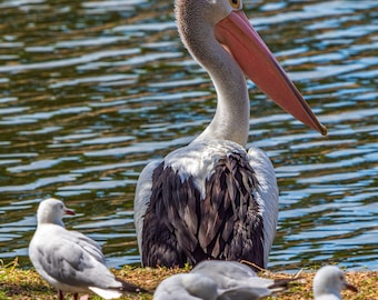 Pelican Photo Print: Queensland River Scene, Australian Wildlife (Digital Download)