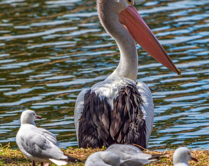 Pelican by River Photo- Queensland Tropical Australia - Bird Lover Gift - Fine Art Decor - High Res Instant Download - Wall Art