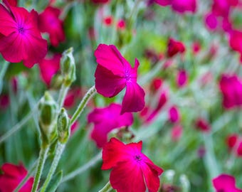 Pink Rose Campion Photo: Wildflower Fine Art Print (Digital Download)