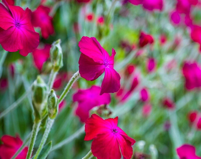 Rose Campion Photo – Pink Wildflower Digital Download – Instant Wall Art