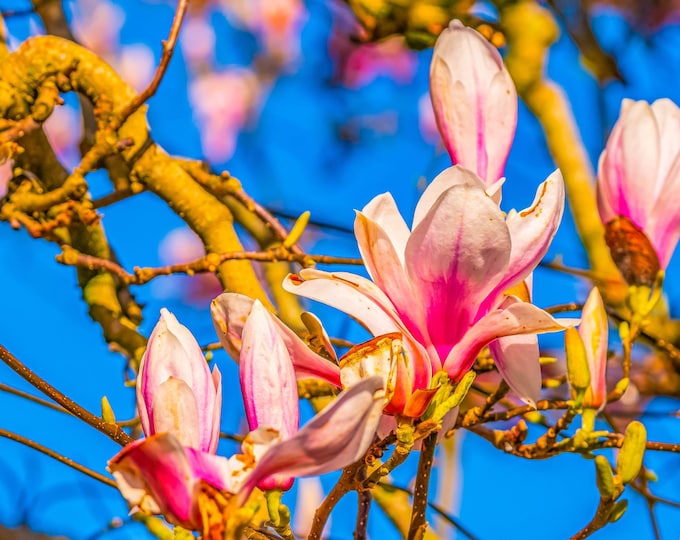 Stunning Pink Tulip Tree in Spring - Blue Sky Photo | Instant Digital Download, Unique Gift For Her, Flower Lover art Gift, flower Decor