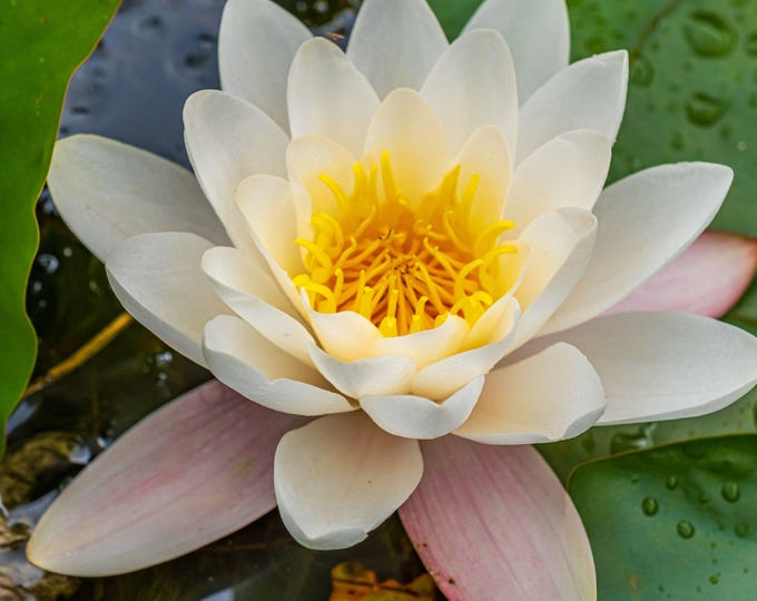 Water Lily Photo Download – White & Yellow Flower Close-Up with Dew Drops