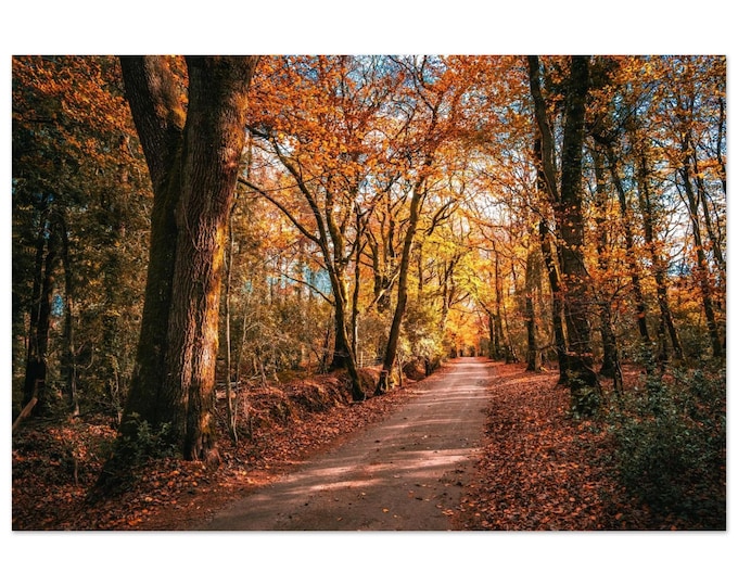 Autumn Forest Metal Print – Woodland Path Wall Art