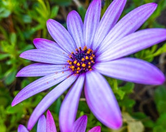 Purple Clematis Flower Photo Download, Close-Up Floral Photography Wall Art, Botanical Print