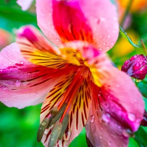 Red Peruvian Lily Photo Print: Cottagecore Floral Wall Art (Digital Download