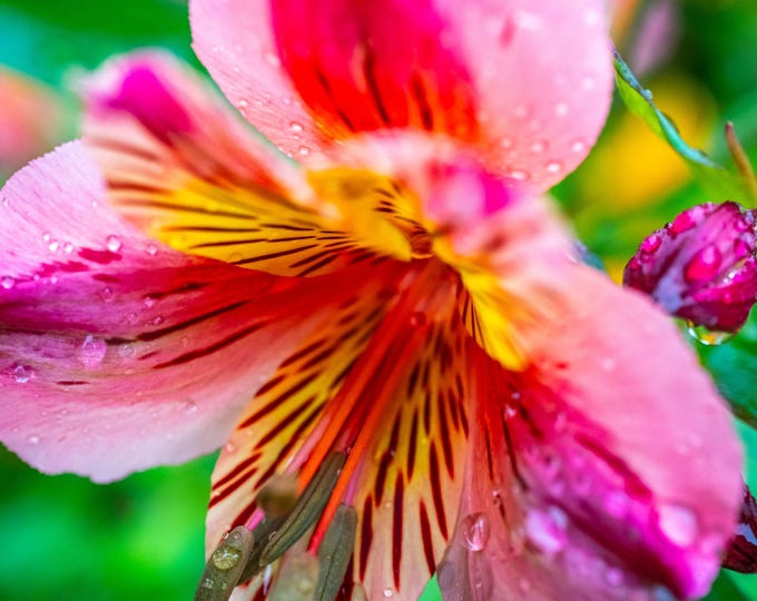 Red Peruvian Lily Photo Print | Raindrops on Petals | Cottagecore Floral Art | Boho Wall Decor | Instant Download Gift for Her