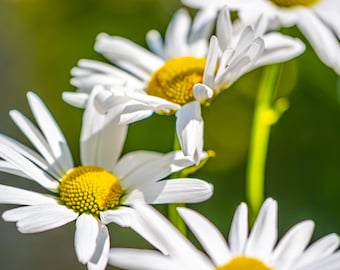 Summer Daisy Photo Art Print: High-Resolution Floral Wall Decor (Digital Download)