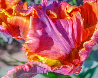 Macro Tulip Fine Art Print: Red, Mauve & Orange (Instant Download)