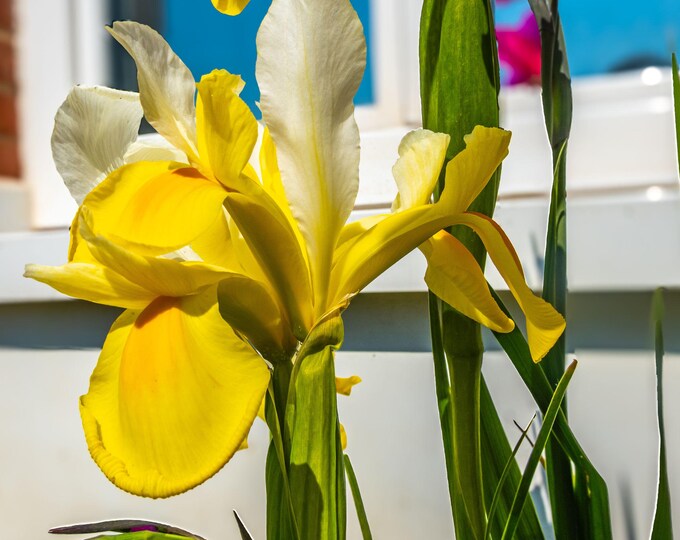 Yellow Oriental Iris Photo – Bold Floral Wall Art | Instant Download Fine Art Flower Print, Garden Bloom Decor, Cottagecore Gift