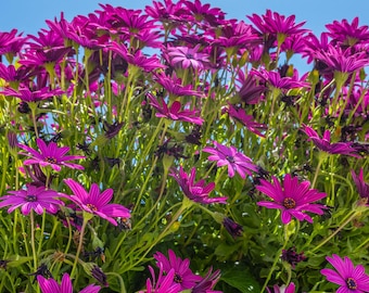 Purple Rain Daisies Photo Print: Botanical Wall Art (Digital Download,