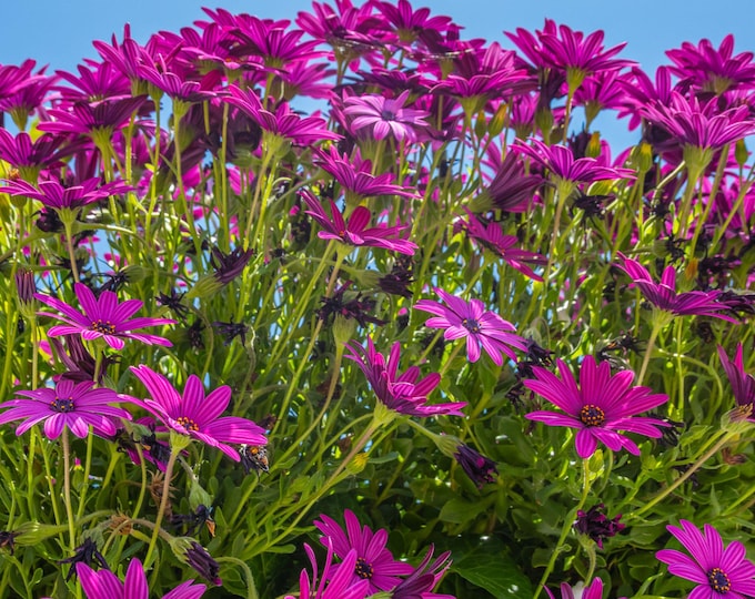 Purple Rain Daisies Print | Floral Wall Art Photography | Digital Download | Botanical Nature Photo | Instant Download Art For Her, High Res