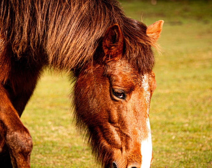 Close-Up New Forest Pony Photo Download, Equine Wall Art Gift, Nature Lover Decor