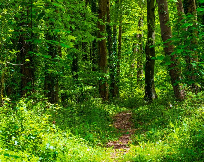 Stunning Woodland Glade Photo Download, Devon UK Wall Art, Nature Lover Gift Print Decor