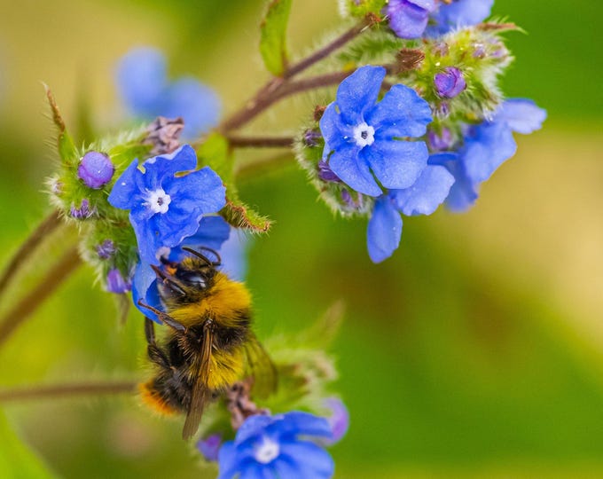 Forget Me Not and  Bee Photo Download, Garden Nature Fine Art, England Summer Wall Decor & Gift for Flower Lovers