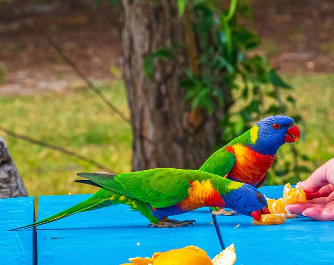Australia Photo Download Parrots Eating Oranges Tropical colorful bird pic travel and bird lover gift Australian Wall decor